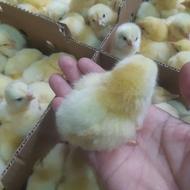 جوجه گوشتی صاداراتی