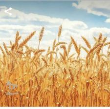 گندم پاک شده بذری درجه یک بدون سم