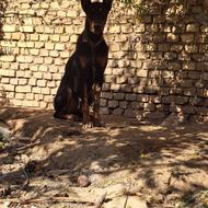 سگ دوبرمن گیرنده