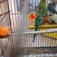 یک جفت مرغ عشق سر حال تخفیف هم داره و جفت خورده یک ماده تک