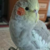 نگهداری رایگان از فنچ و پرندگان خانگی