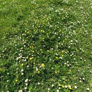 هرس باغبانی و داشتن گل و گیاه و سم پاشی