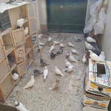 کفتریاکبوتر سالم و نژاد دار