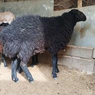 قوچ دوساله سرحال