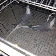 عروس هلندی البینو