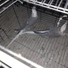 عروس هلندی البینو