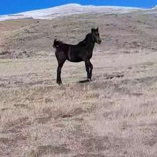 اسب کره نریان 6 ماهه