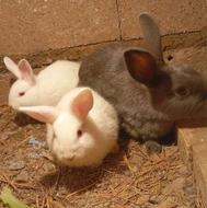 خریدار تعداد خرگوش هستم 200 300 عدد