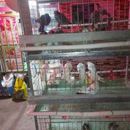 فروش خوراک پرنده گندم مخلوط طوطی سان و کبوتر ومرغ