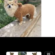 لباس تِدی سگ xلارژ اصل با گارانتی خوده دیجی کالا