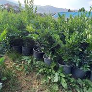 یاس 12 لاوسون 12 پالم نیم زباله