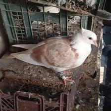 فروش کفترخوب