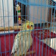 طوطی عروس هلندی ماده همراه با قفس