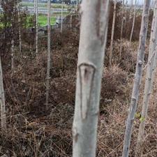 فروش پر بازده ترین محصول زراعی