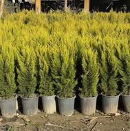 فروش انبوه لاوسون