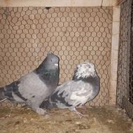 کبوتر اصفها نی