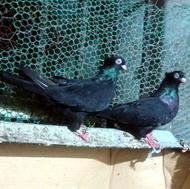 زاغ آبادانی .سیاه