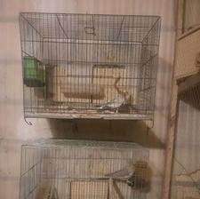 عروس هلندی ماده