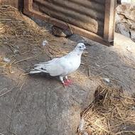 کبوتر پرشی فروشی