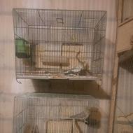 عروس هلندی بالغ