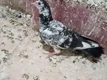 جوجه سوسکی بزک در شیپور