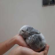 خرگوش لوپ عروسکی