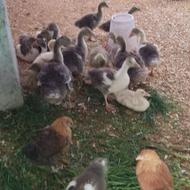 نیمچه غاز 45 روزه