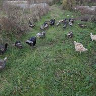 فروش بوقلمون