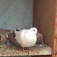 کبوتر پرشی ماده