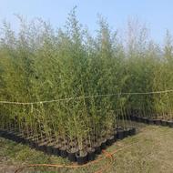 خیزران سطل ده