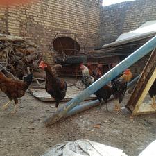 خروس محلی جوان