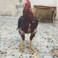 خروس لاری میکس هندی و ترک