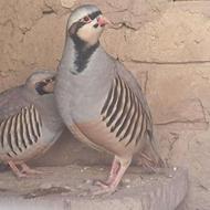 کبک کوهی و قرقاول