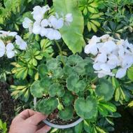 گل هلندی شمعدانی اصلاح شده