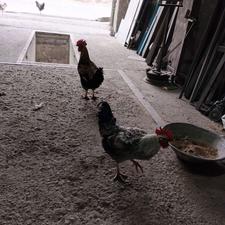 خروس6ماه گلین