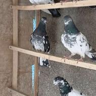 پاکستانی آنتیک