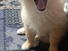 سگ پامر روباهی خرسی واگذار در شیپور