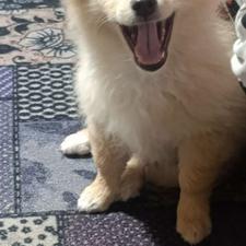 سگ پامر روباهی خرسی واگذار