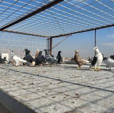 تعدادی کفتر نر عتیغه هوایی