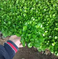 پیش فروش سبزه نارنج با تضمین کیفیت