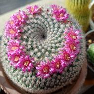 کاکتوس و گلهای آپارتمانی