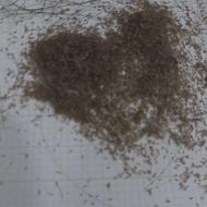 درمان شپش با دستگاه