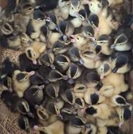 جوجه اردک اسرائیلی