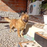 واگذاری سگ نگهبان