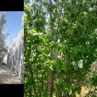 باغ دبوارکشی ده 10ساله نزدیک فلاورجان