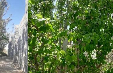 باغ دبوارکشی ده 10ساله نزدیک فلاورجان