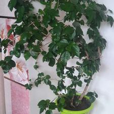 گل ختمی کاغذی