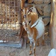 بز،کهر،گیسه