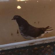 کبوتر به شرط