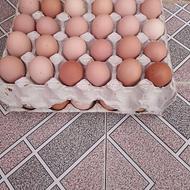 تخم مرغ نطفه دار گلپایگانی